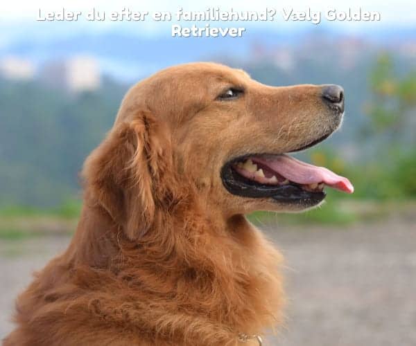 Leder du efter en familiehund? Vælg Golden Retriever